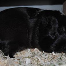 Marsvin Penelope