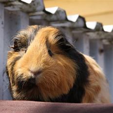 Marsvin Tulle<333 R.I.P