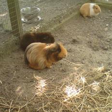 Marsvin Tulle<333 R.I.P