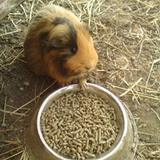 Marsvin Tulle<333 R.I.P