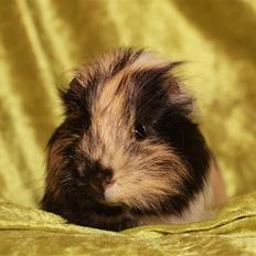 Marsvin Skovlundegaards Malthe