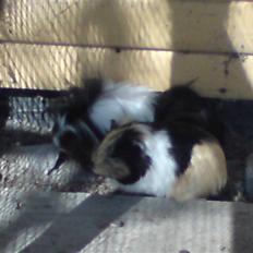 Marsvin Skovlundegaards Malthe