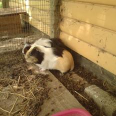 Marsvin Skovlundegaards Malthe