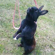 Kanin Sorte. (Rikkes)