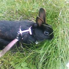 Kanin Sorte. (Rikkes)