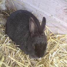 Kanin Sorte. (Rikkes)