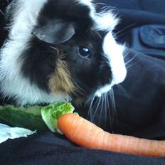 Marsvin Tot (Rikkes) Desværre død