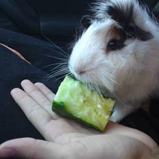 Marsvin Tot (Rikkes) Desværre død