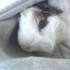 Marsvin Tot (Rikkes) Desværre død