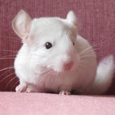 Chinchilla Furrytails' Madonna