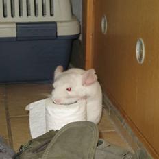 Chinchilla Furrytails' Madonna