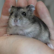 Dværghamster Elliott *RIP* <3