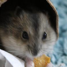 Dværghamster Elliott *RIP* <3