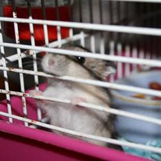 Dværghamster Elliott *RIP* <3