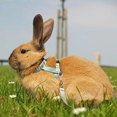 Kanin Mikaya's Mr. Kinder Bueno