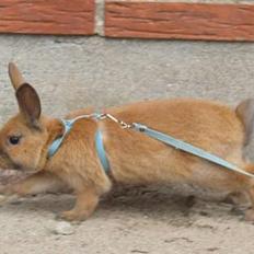 Kanin Mikaya's Mr. Kinder Bueno
