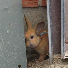 Kanin Mikaya's Mr. Kinder Bueno