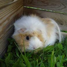 Marsvin | Safira R.I.P.