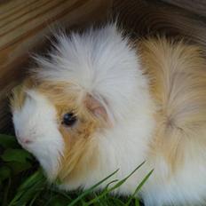 Marsvin | Safira R.I.P.