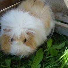 Marsvin | Safira R.I.P.