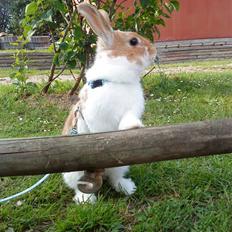 Kanin Im Findus!! <3