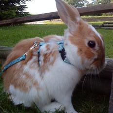 Kanin Im Findus!! <3