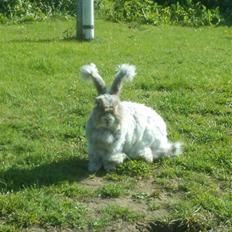 Kanin Kanini(Angora) RIP