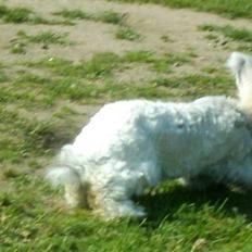 Kanin Kanini(Angora) RIP