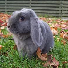 Kanin Valdemar (Billy Boo)