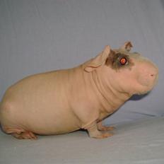 Marsvin Oops Överste Filip