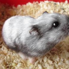 Dværghamster Hamze