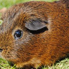 Marsvin Smily's Vaks