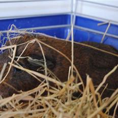 Marsvin Smily's Vaks