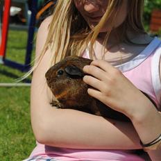 Marsvin Smily's Vaks