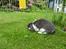 Kanin Maddie R.I.P - Hygge :o)