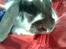Kanin Maddie R.I.P - Oppe hos den bedste Freja ;)