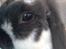 Kanin Maddie R.I.P - Hygge hos Freja :o)