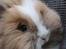 Kanin Fluffy Awendela