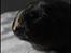 Marsvin Martha *RIP 27/6 2014* - Velkommen til min profil!