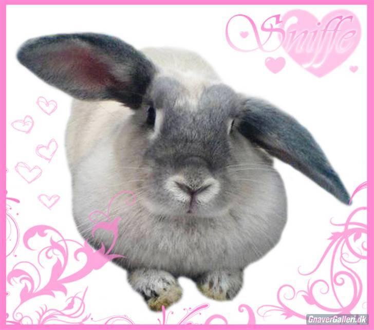 Kanin Sniffe billede 15
