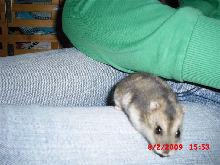 Dværghamster Tot<3 - Tot skal lige se hvad den underlige sorte kasse(kameraet) er (; billede 15