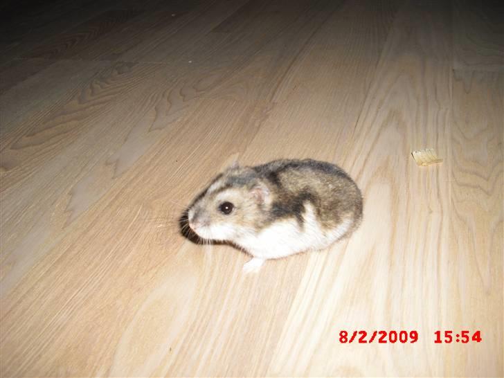 Dværghamster Tot<3 - Tot på tur  :p billede 16