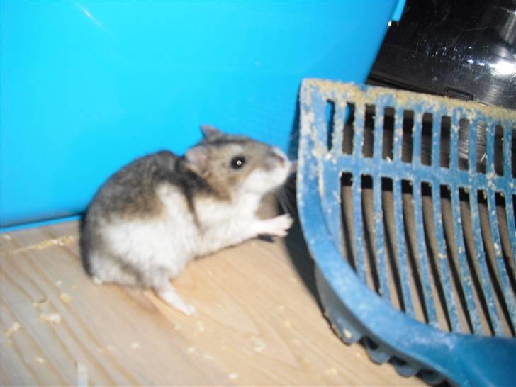 Dværghamster Tot<3 - Tot går til angreb på kattebakke skovlen HAHAHA!!! xD billede 17