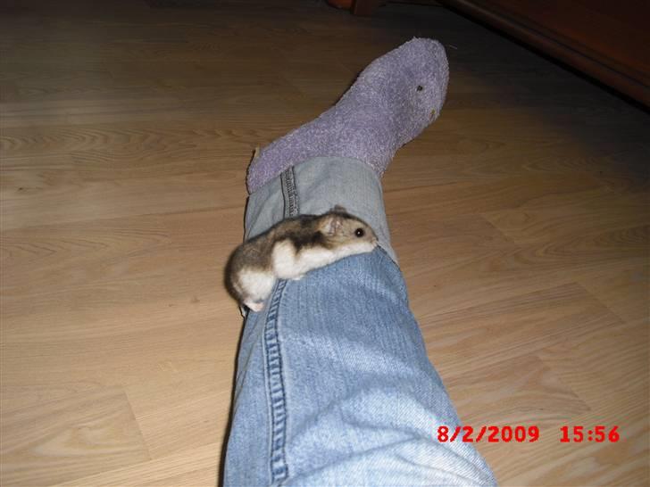 Dværghamster Tot<3 - "Ooop på foden.. Puuh det er hårdt" haha :D billede 18