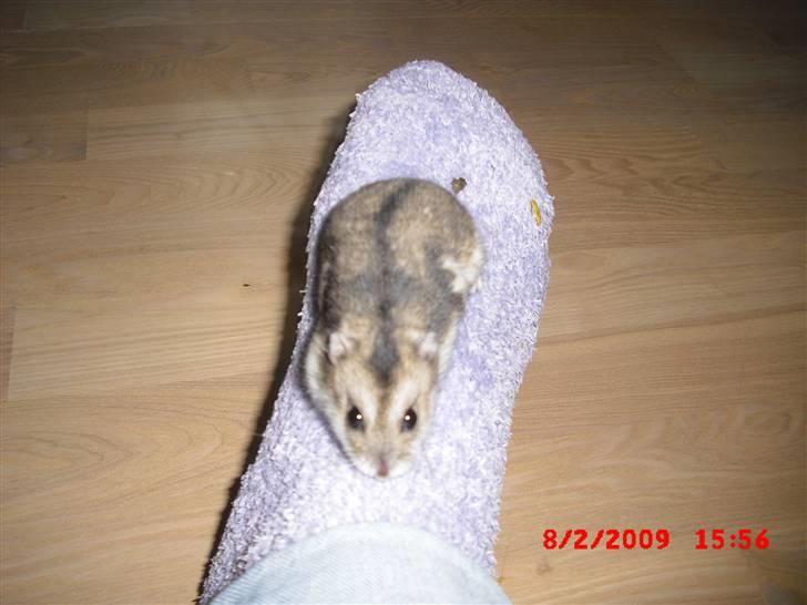 Dværghamster Tot<3 - Tot på min fod c(: billede 19