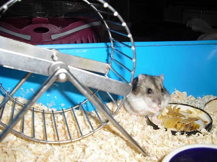 Dværghamster Tot<3 - Tot pudser pelsen<3 billede 20