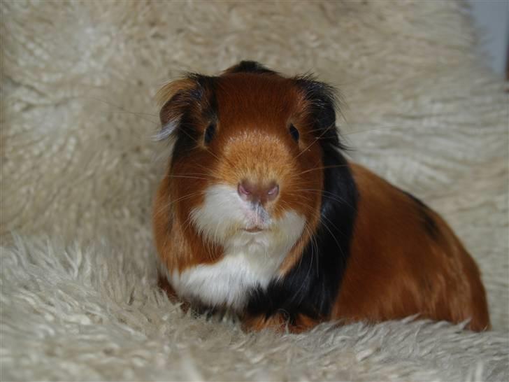 Marsvin Perle billede 1