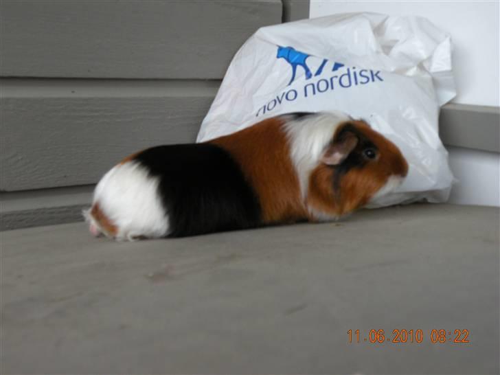 Marsvin Perle billede 2