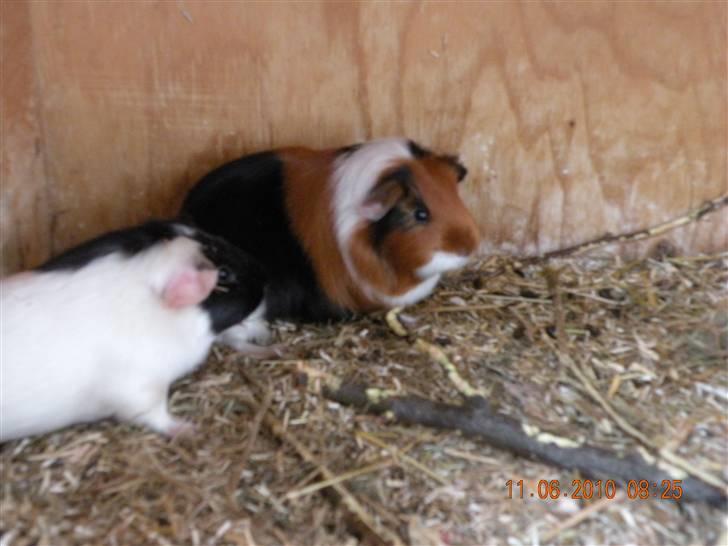 Marsvin Perle billede 4