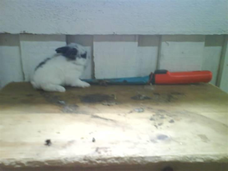 Kanin stald husteds Mille RIP - unge Vs. skovl billede 1